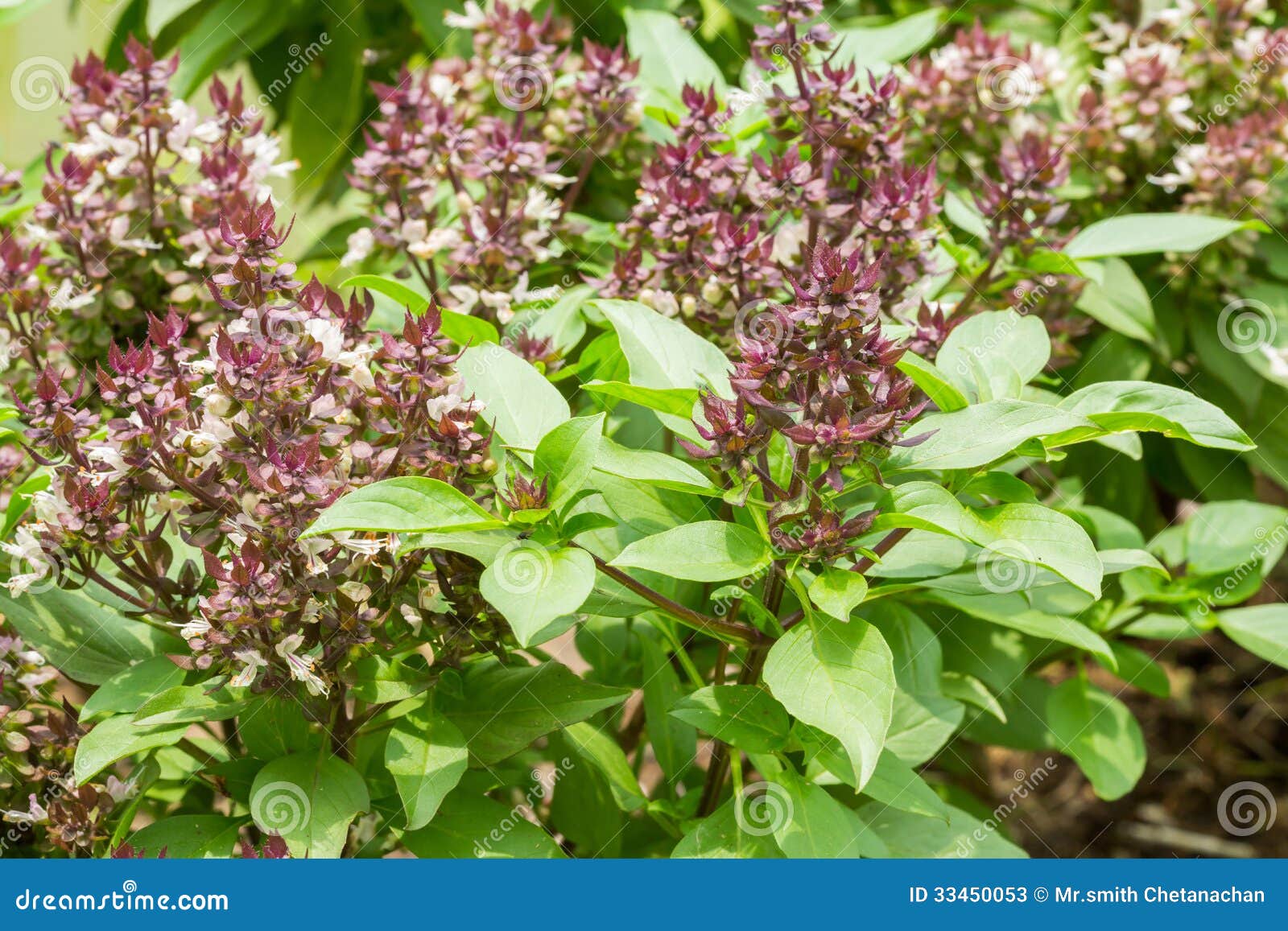 Sweet basil stock image. Image of gardening, garden, flora 33450053
