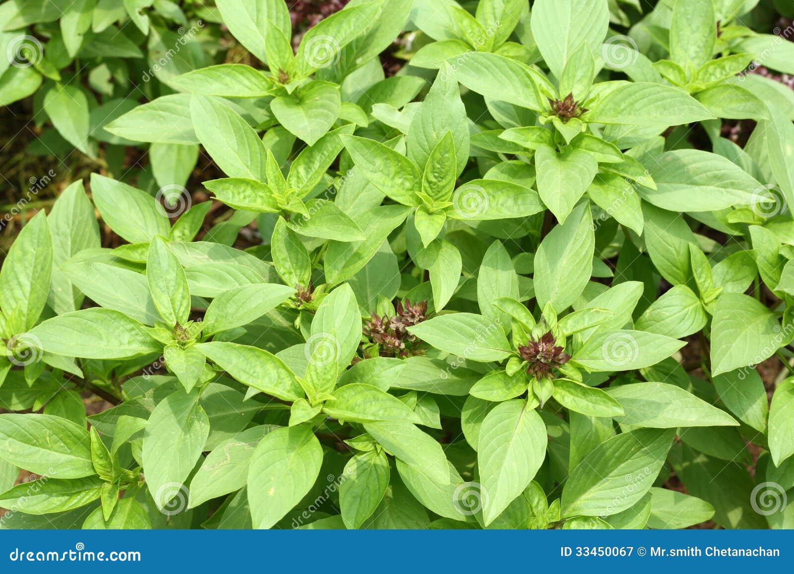 Sweet basil stock image. Image of asian, flavor, garden 33450067