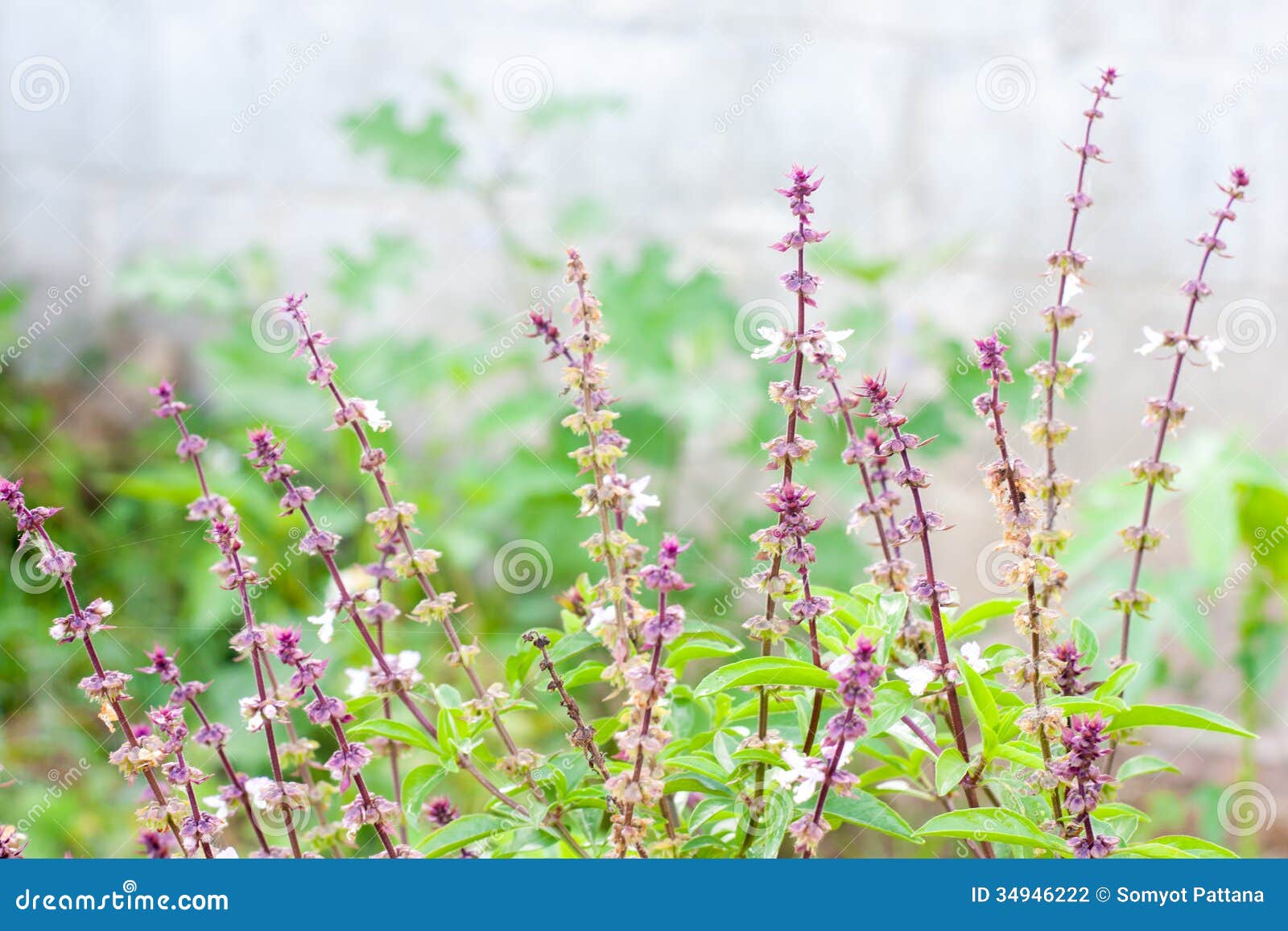Sweet basil flower stock photo. Image of leaf, thai, sweet 34946222