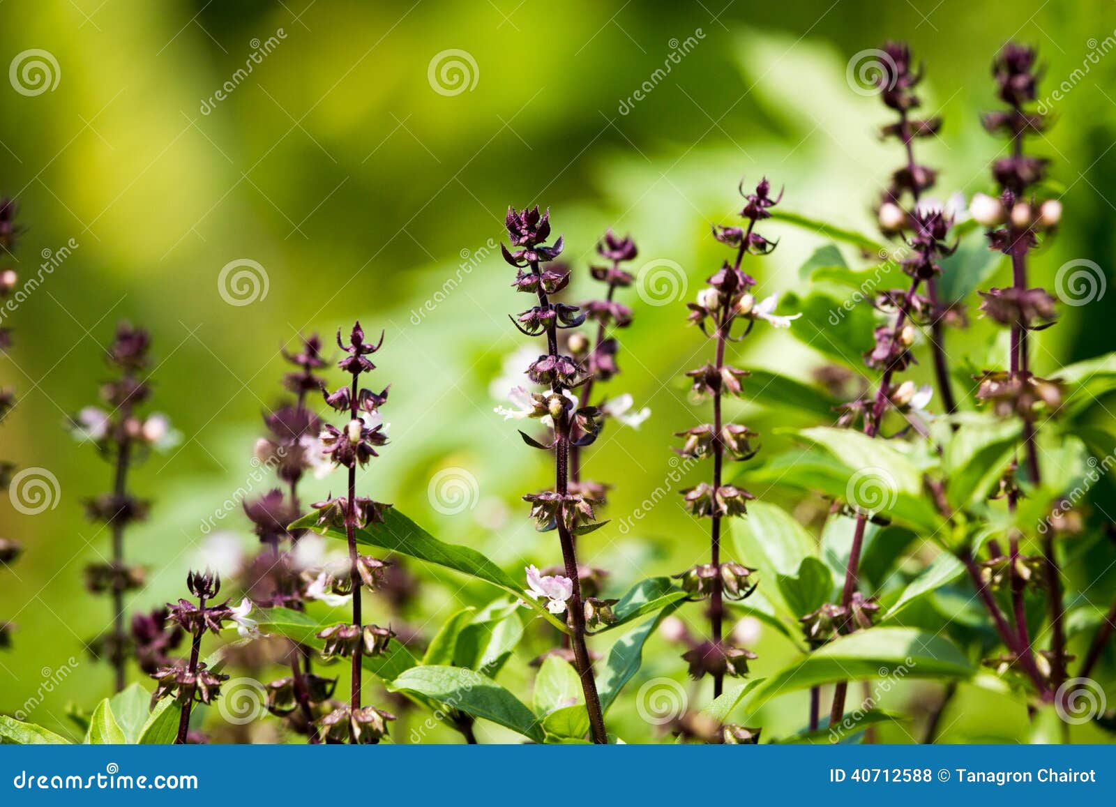 Sweet basil flower stock photo. Image of garden, green 40712588