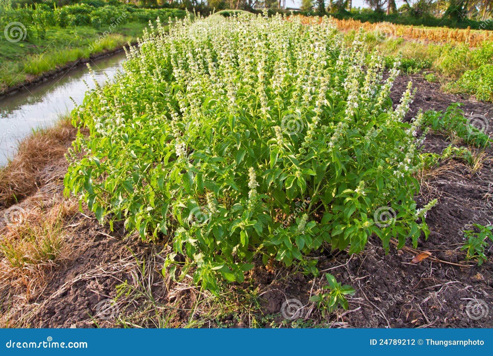 Sweet basil with flowers stock photo. Image of cold, branch 24789212