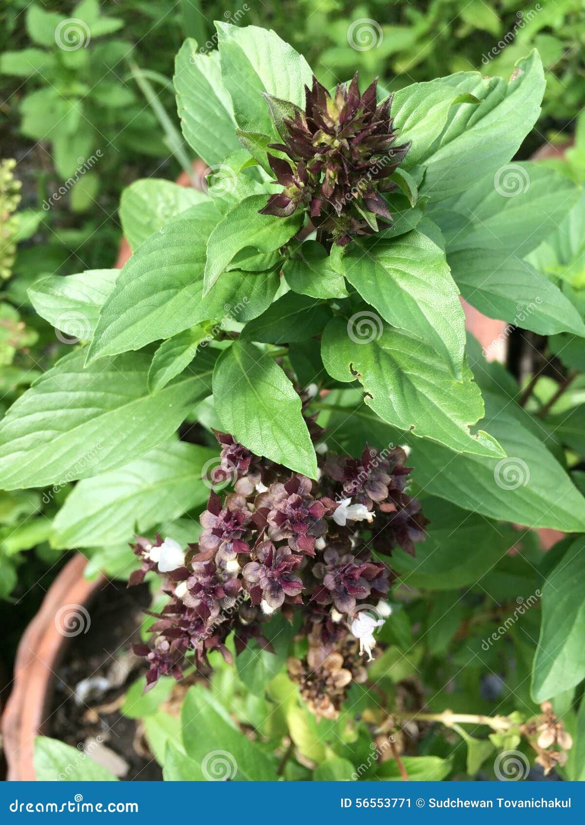 Sweet basil stock image. Image of fresh, natural, garden 56553771
