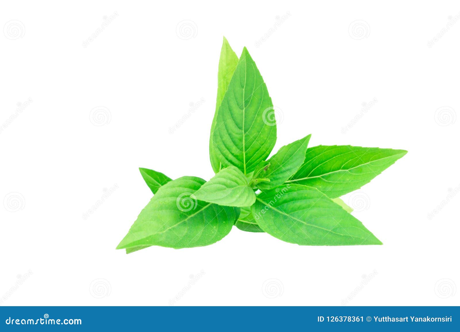 Sweet Basil Isolated on White Background Stock Image Image of mint