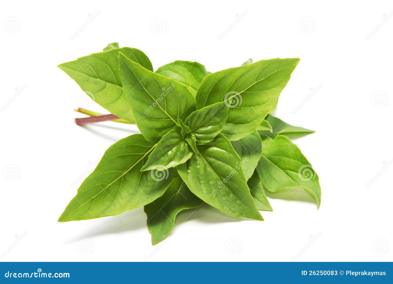 Sweet Basil Leaves Isolated Stock Image Image of aromatherapy