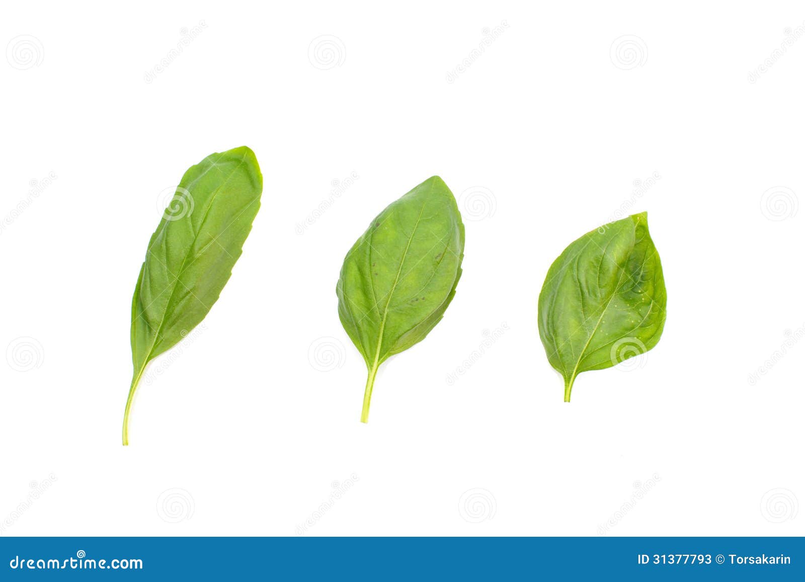 Sweet basil leaves stock image. Image of lifestyle, freshness 31377793