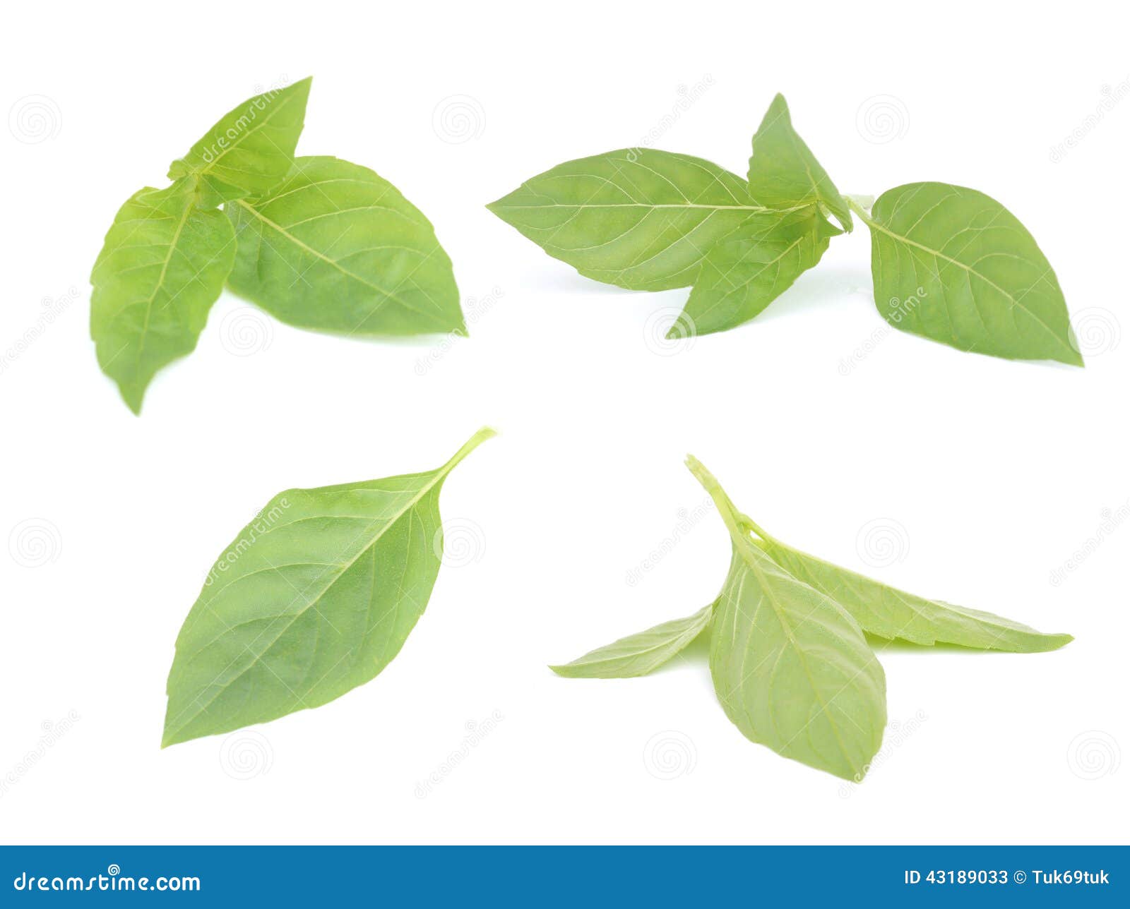 Sweet basil leaves stock image. Image of green, bunch 43189033