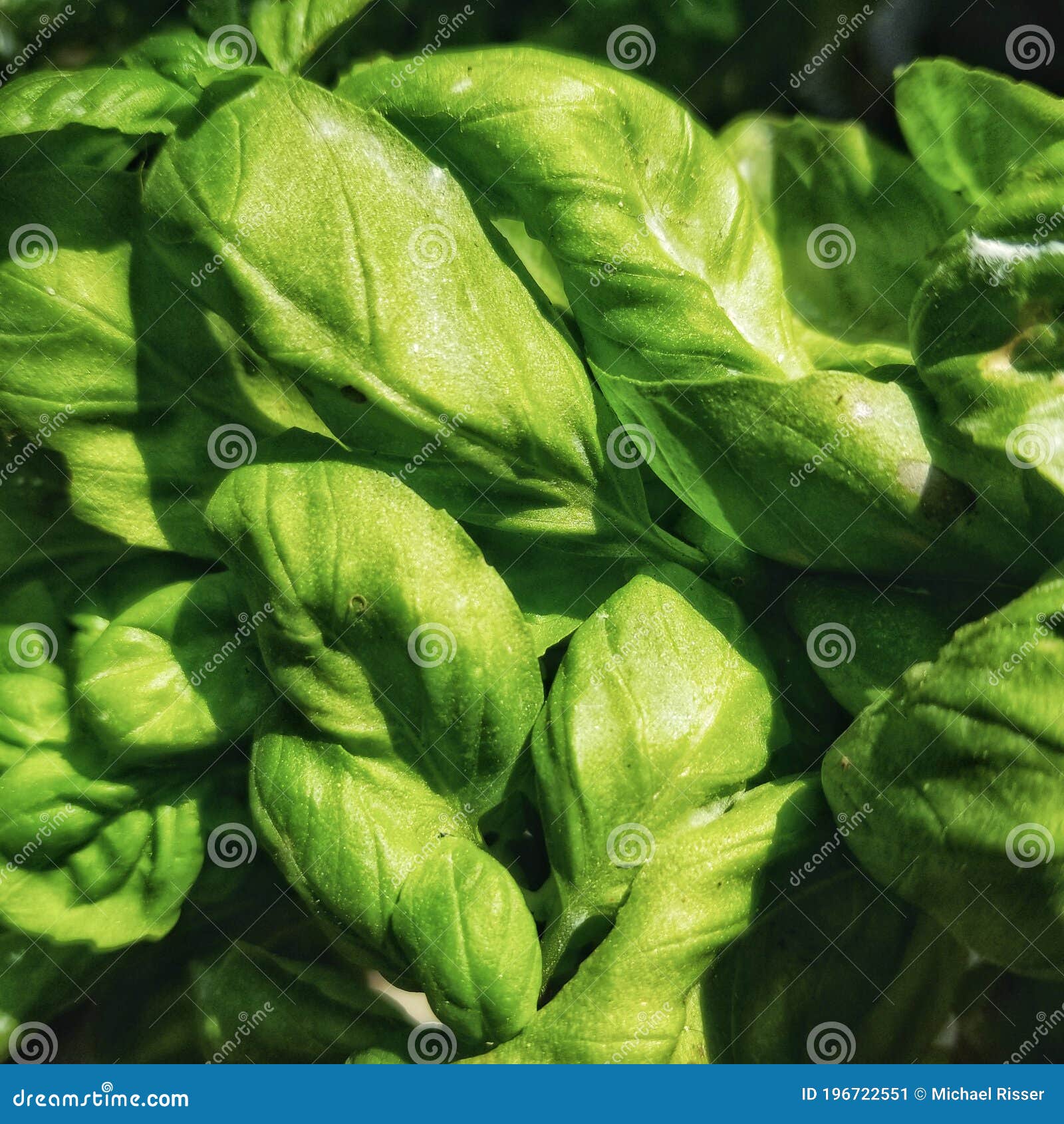 Sweet Basil Leaves in Sunlight Stock Image Image of wildflower