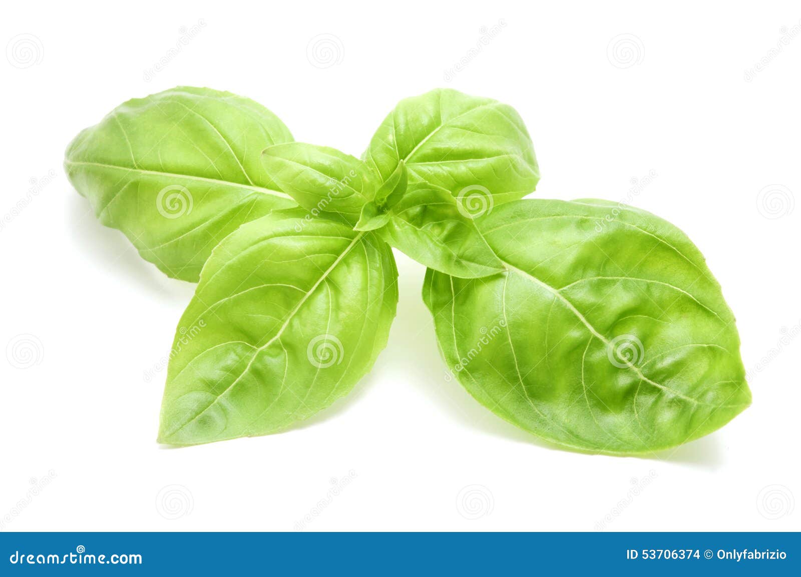 Sweet basil leaves stock photo. Image of studio, basilicum 53706374