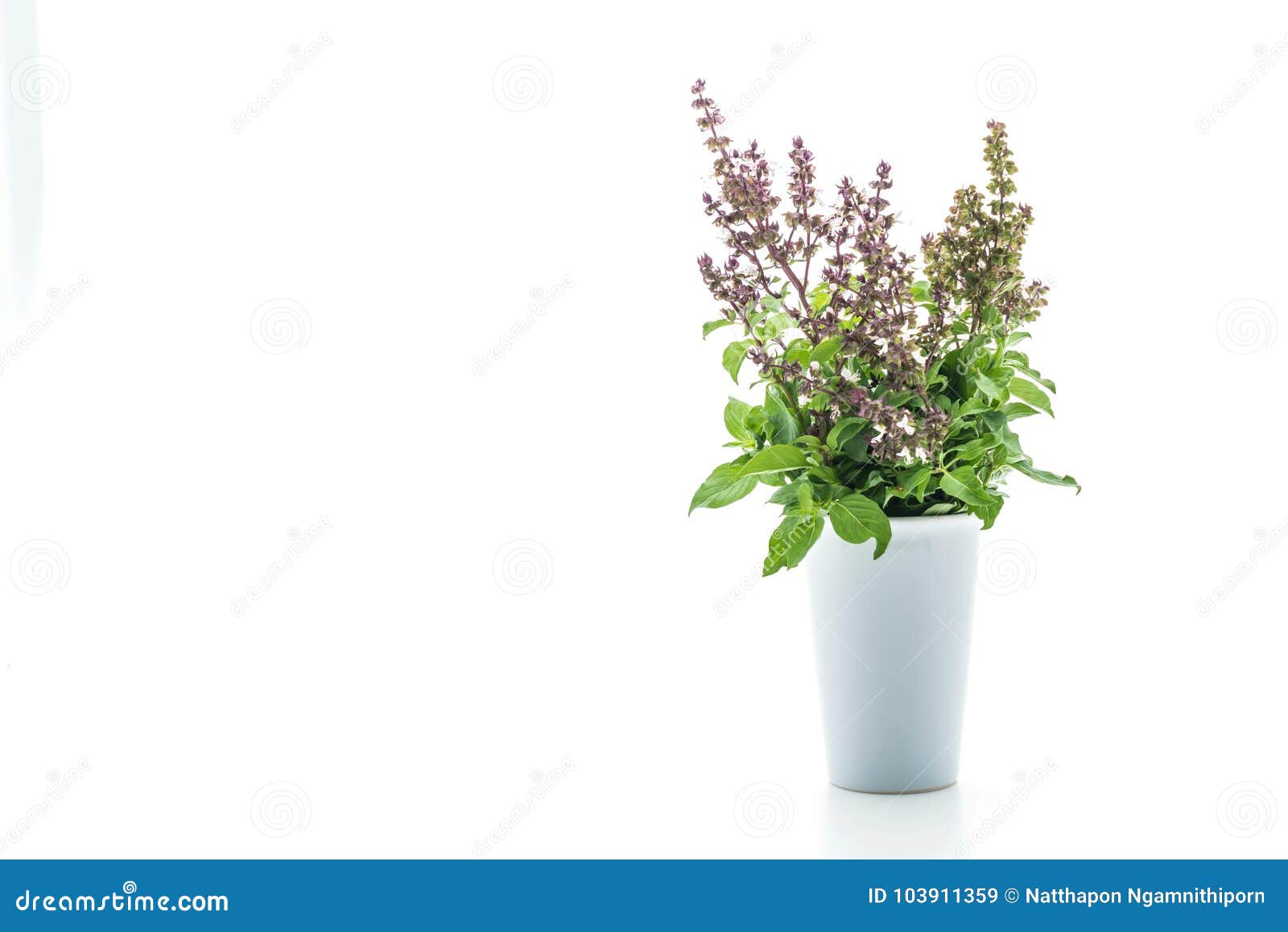Sweet Basil or Thai Basil stock image. Image of blossom 103911359