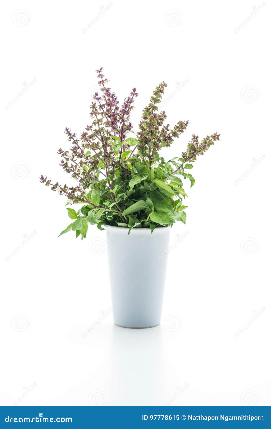Sweet Basil or Thai Basil stock image. Image of isolated 97778615