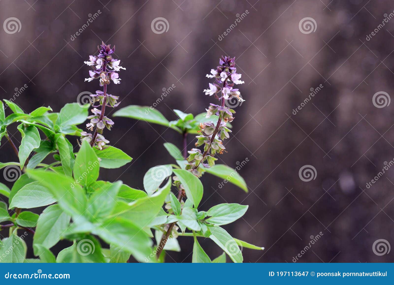 Sweet Basil, Thai Basil, Ocimum Basilicum Linn Flower Stock Image