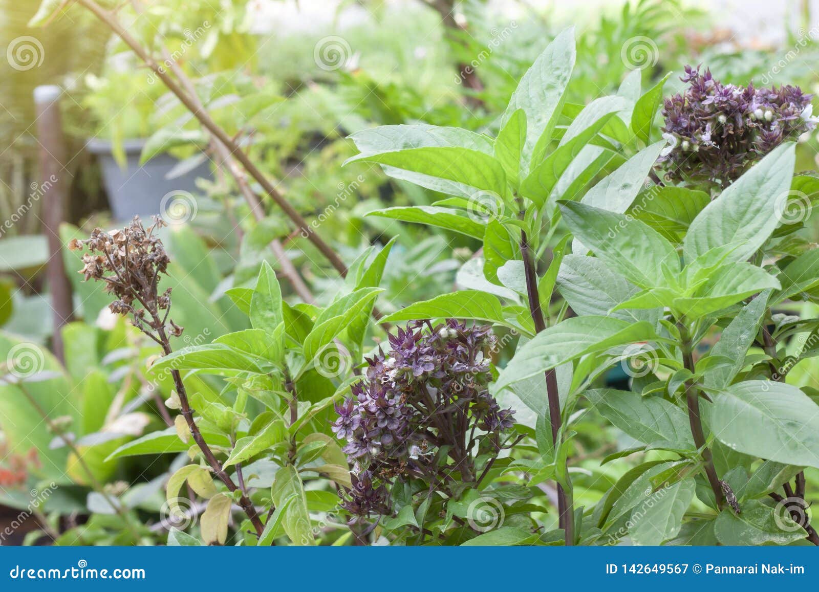 Sweet Basil Or Thyme And Flower Is A Thailand Vegetable And Herb