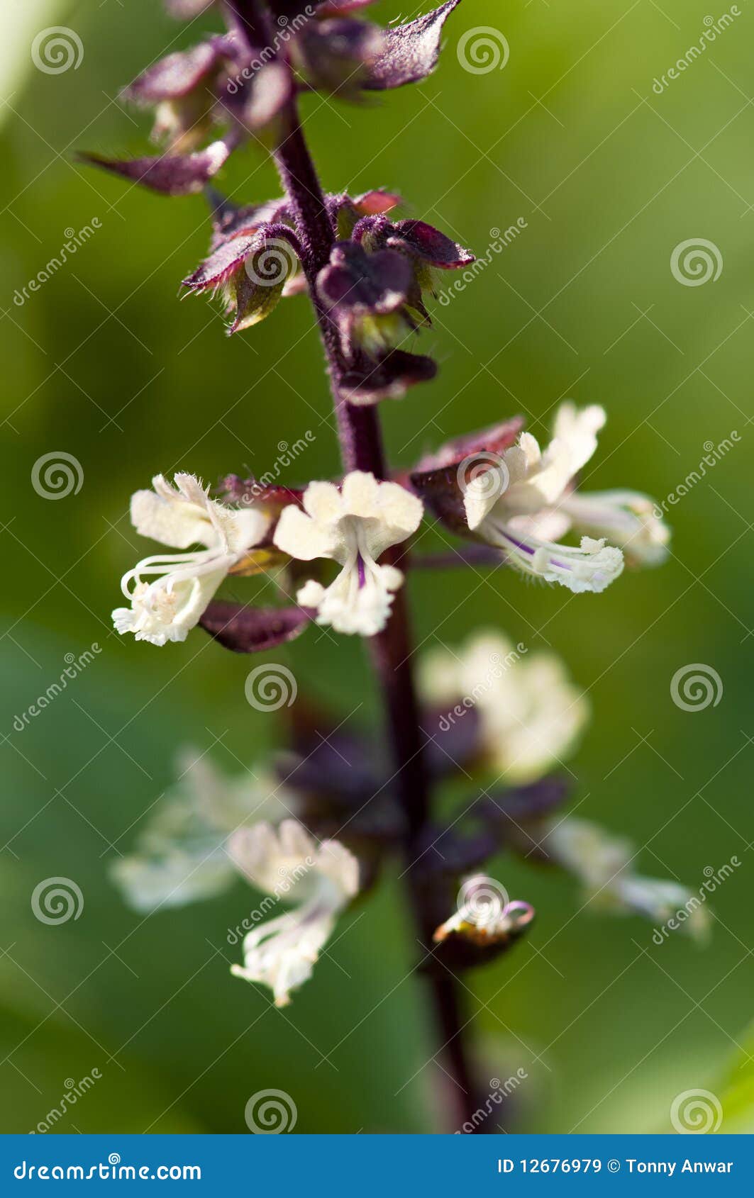 Sweet Basil (Tiny White Flower) Stock Image Image of garden, white