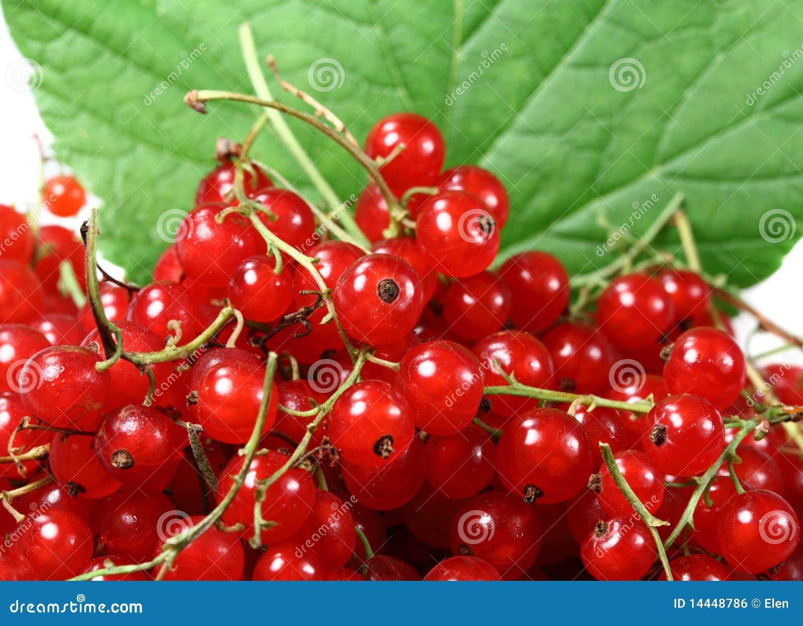Sweet berries red currant stock photo. Image of berries 14448786
