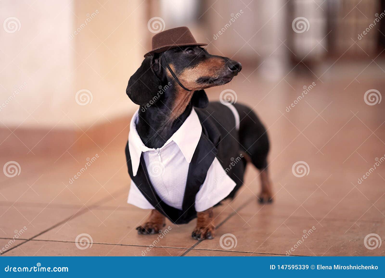 Sweet Black and Tan Duchshund Dog Wearing Black Tuxedo and Brown Hat.  Clever and Attentive Look Stock Image - Image of clothes, leash: 147595339