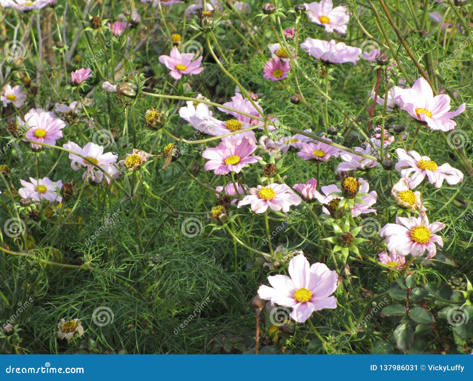 Sweet Bright Purple Cosmos Flowers In The Field Of Queen Elizabeth