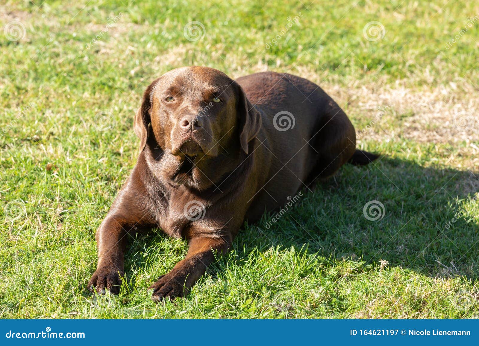 Sweet Brown Labrador Lying on the Lawn Stock Image Image of dogs