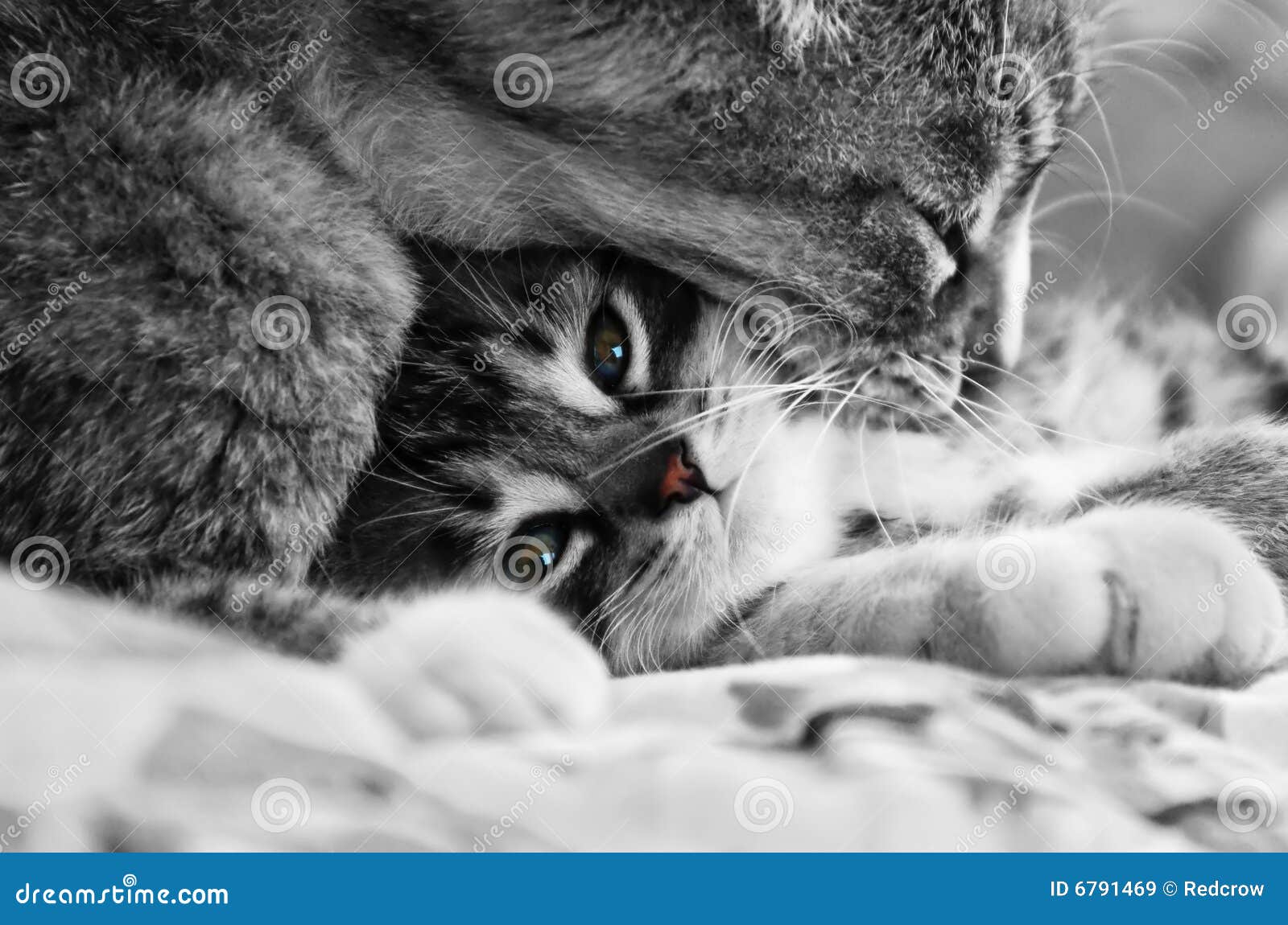 люблю котиков картинки