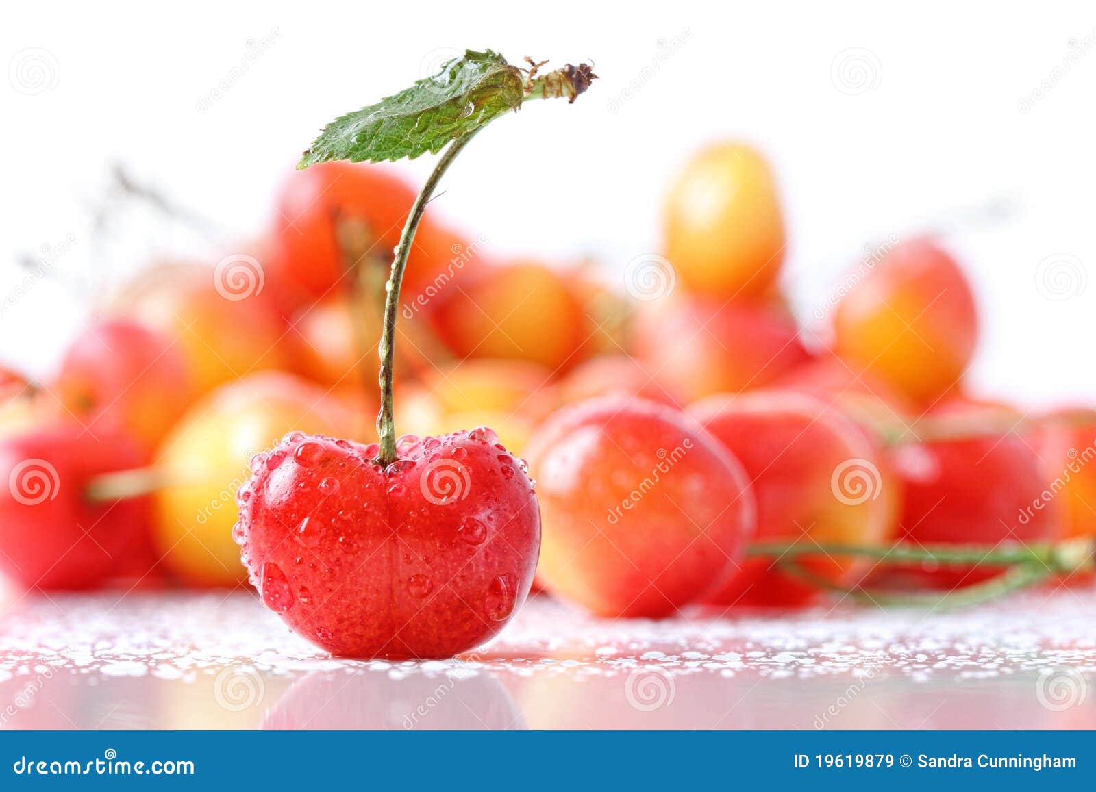 Sweet Cherries with Droplets Isloated on White Stock Image Image of