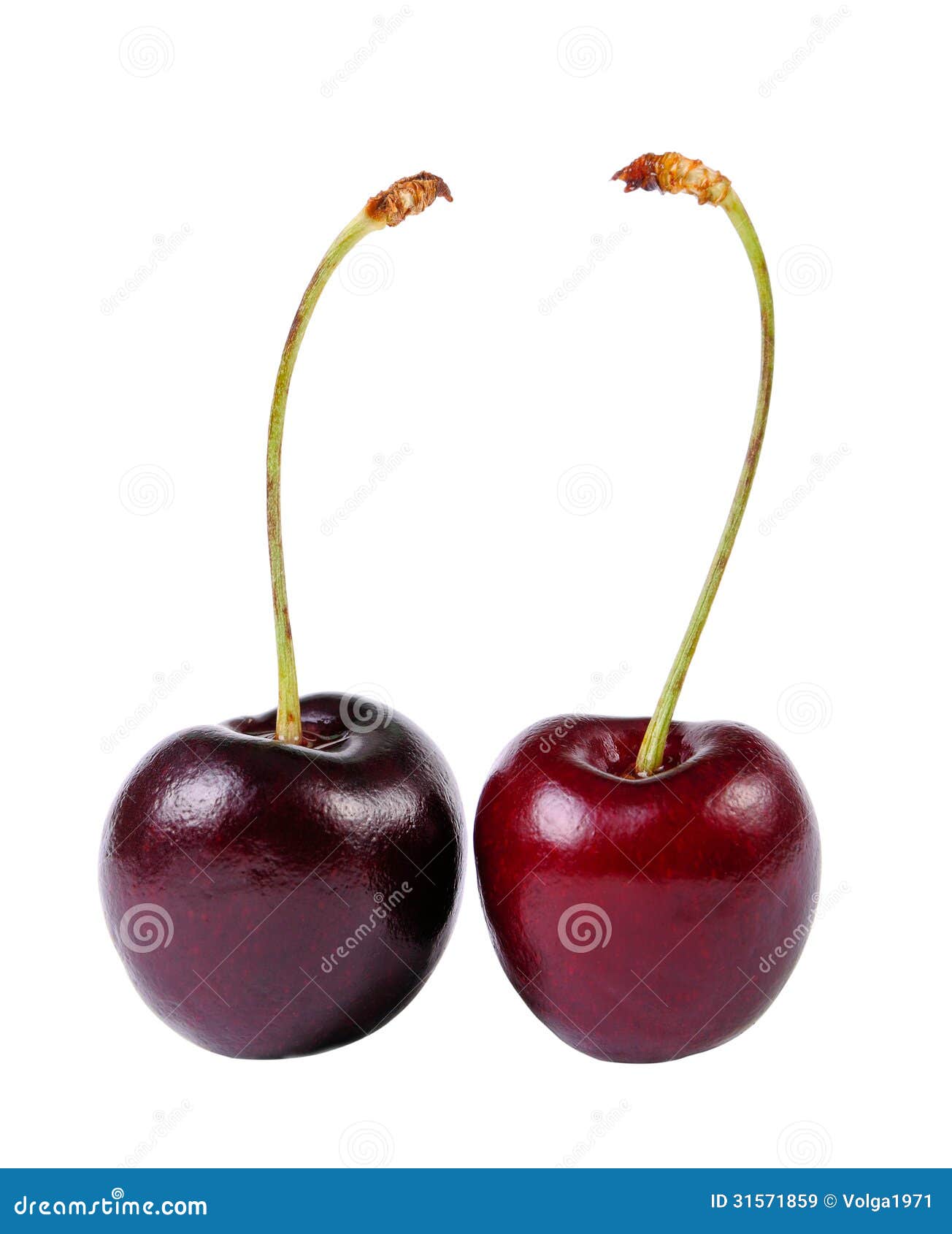 Sweet cherries stock image. Image of growth, gourmet - 31571859