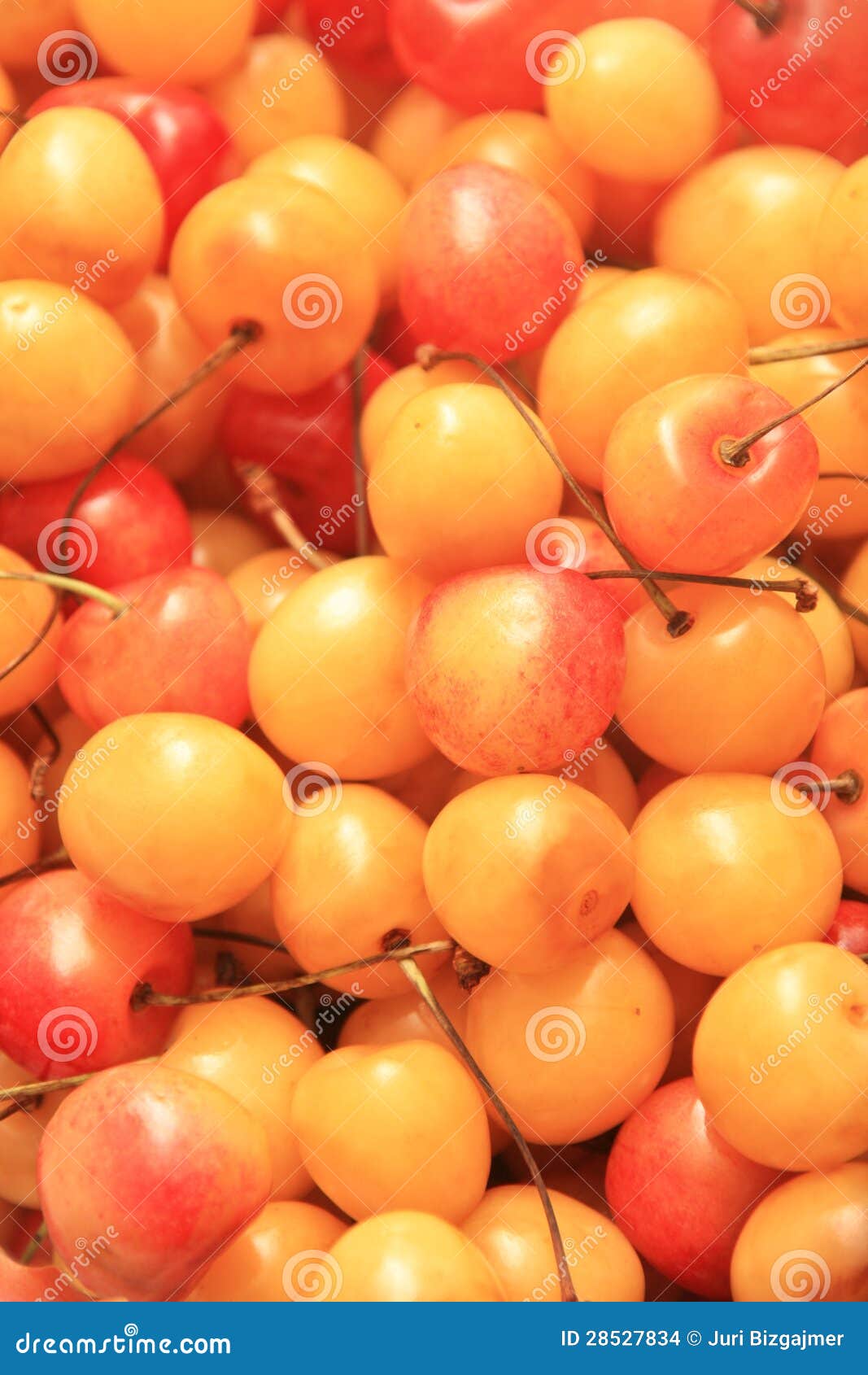 Sweet cherry berries stock photo. Image of nature, harvest 28527834
