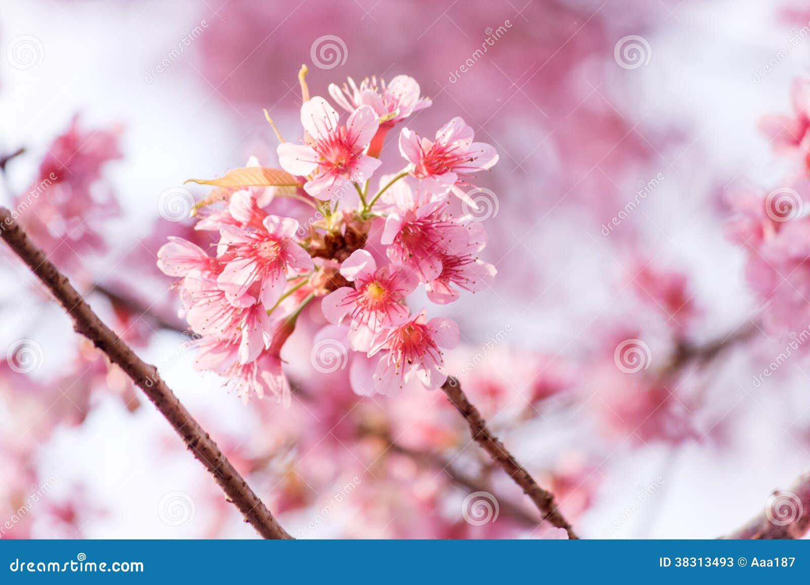 Sweet Cherry blossom stock image. Image of nutritional 38313493