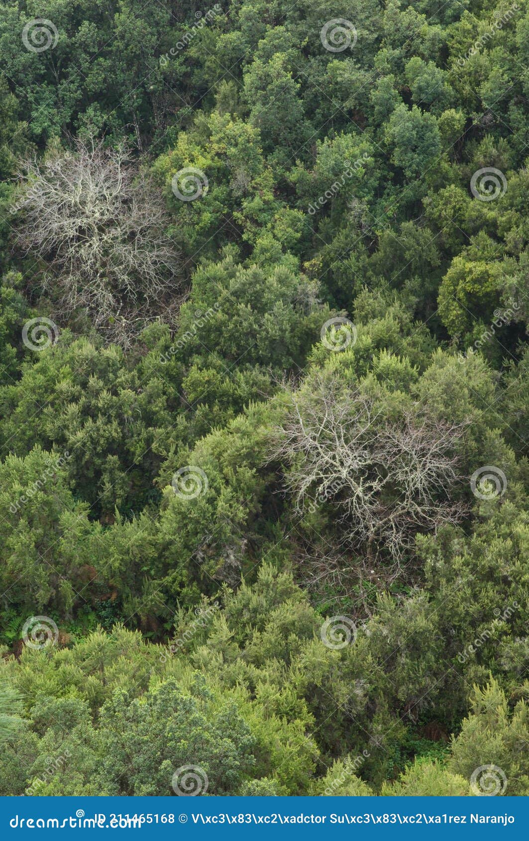 sweet chestnuts and evergreen forest.