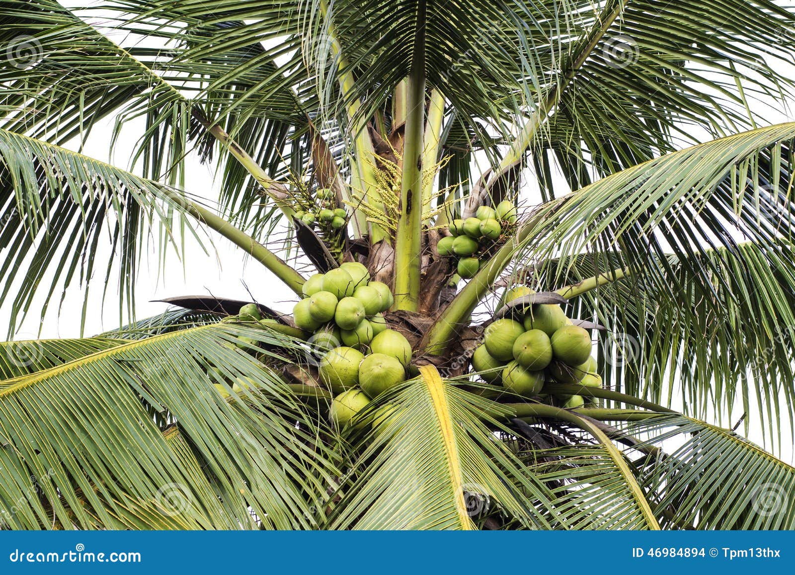 Sweet Coconut tree stock photo. Image of bunch, healthy - 46984894