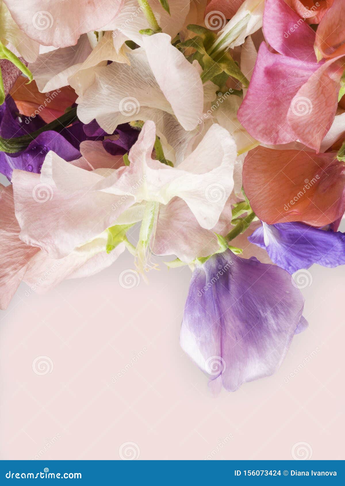 Sweet Pea Flowers Beautiful Postcard Stock Photo Image Of Plant Fresh 156073424