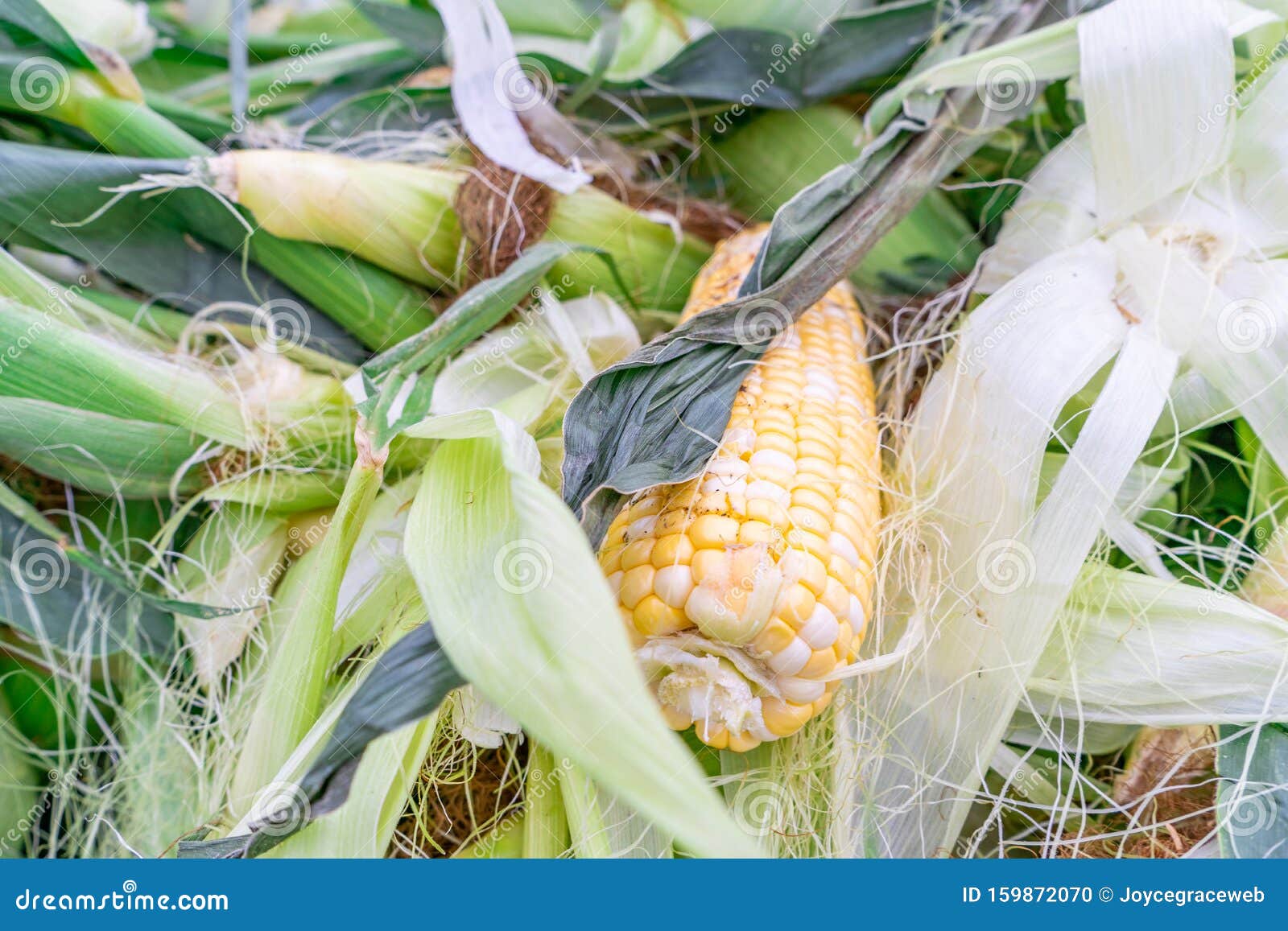 sweet corn on the cob, peeled, in a pile at a farmer`s market, with other unpeeled corn from a recent summer harvest