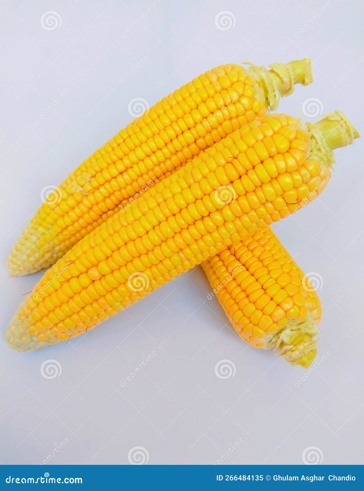 sweet corn on the cob yellow maize cobs whole ear-maize ear-corn sweetcorns zea mays makka bhutta maiz milho mais photo