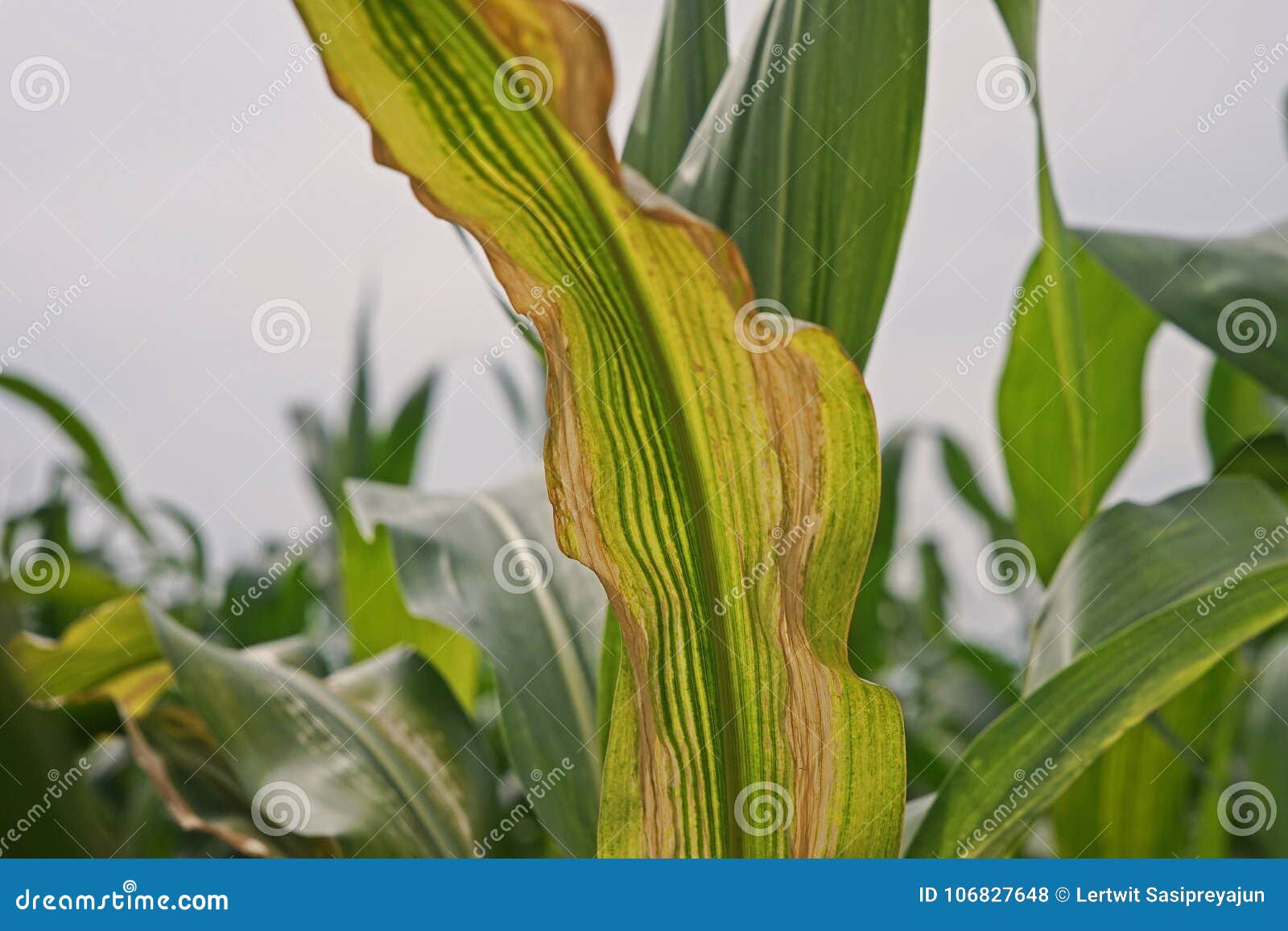 Sweet Corn Disease, Downy Mildew Stock Photo Image of downy, control
