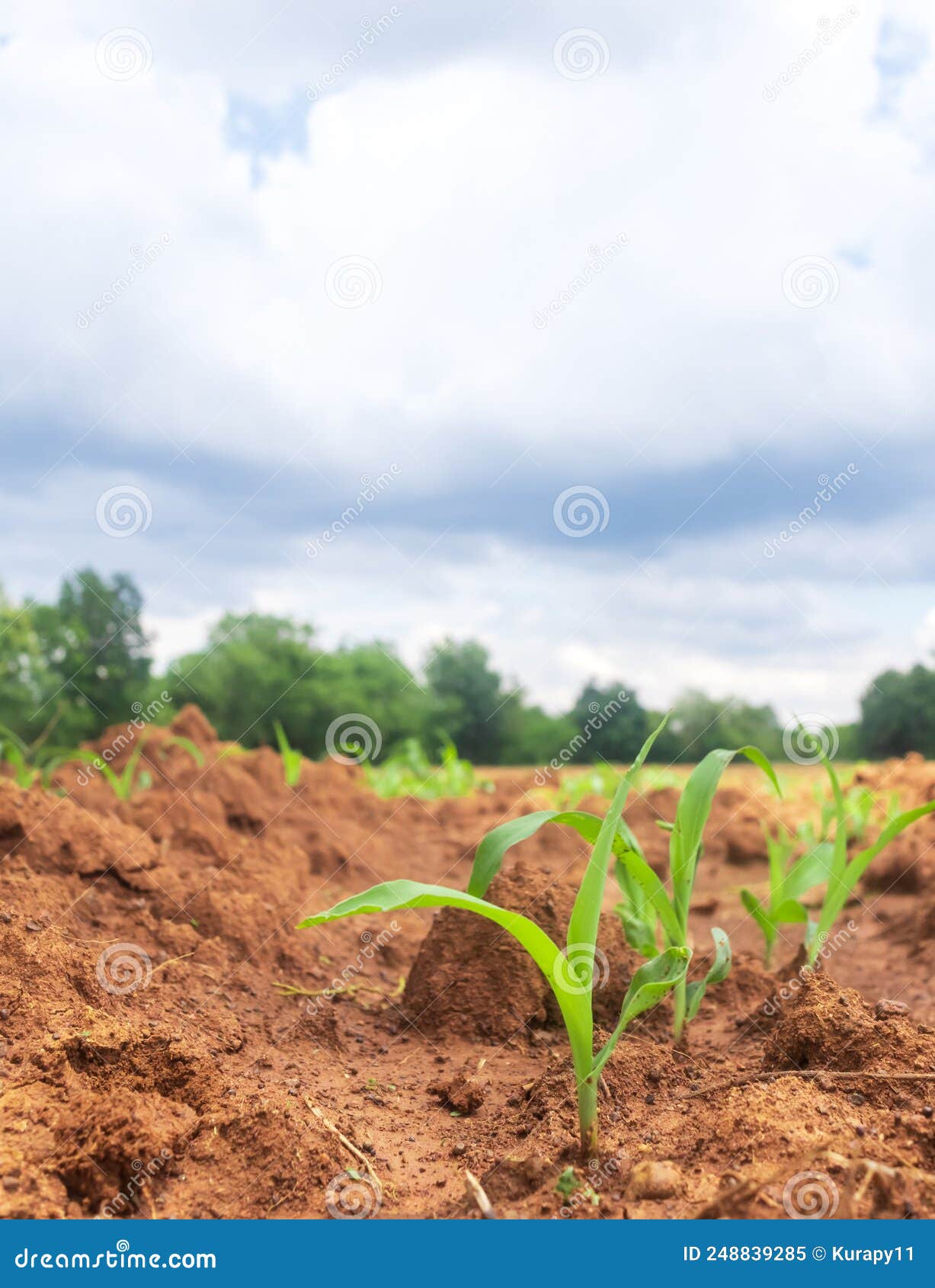 Corn Plots In Farmland Corn Field Corn Planting Corn Cultivation Stock
