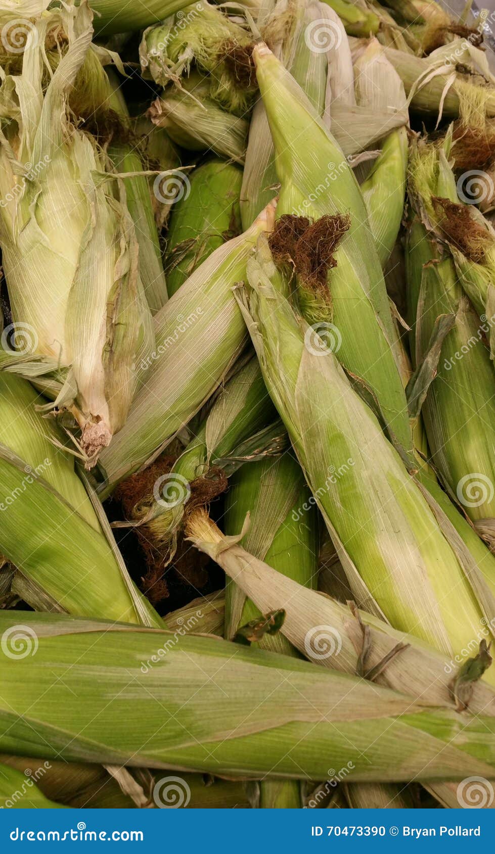 Sweet Corn stock photo. Image of agriculture, produce 70473390