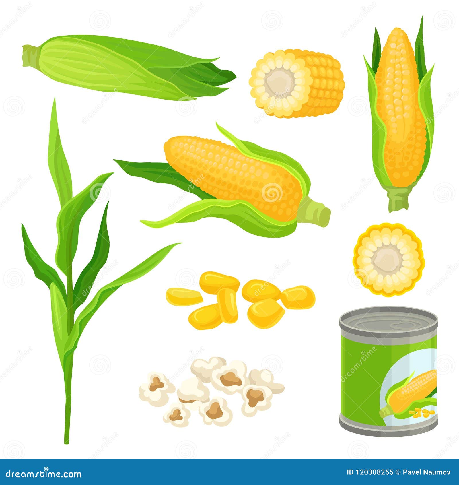 Sweet Corn Set, Fresh Corncobs, Popcorn, Canned Corn Vector