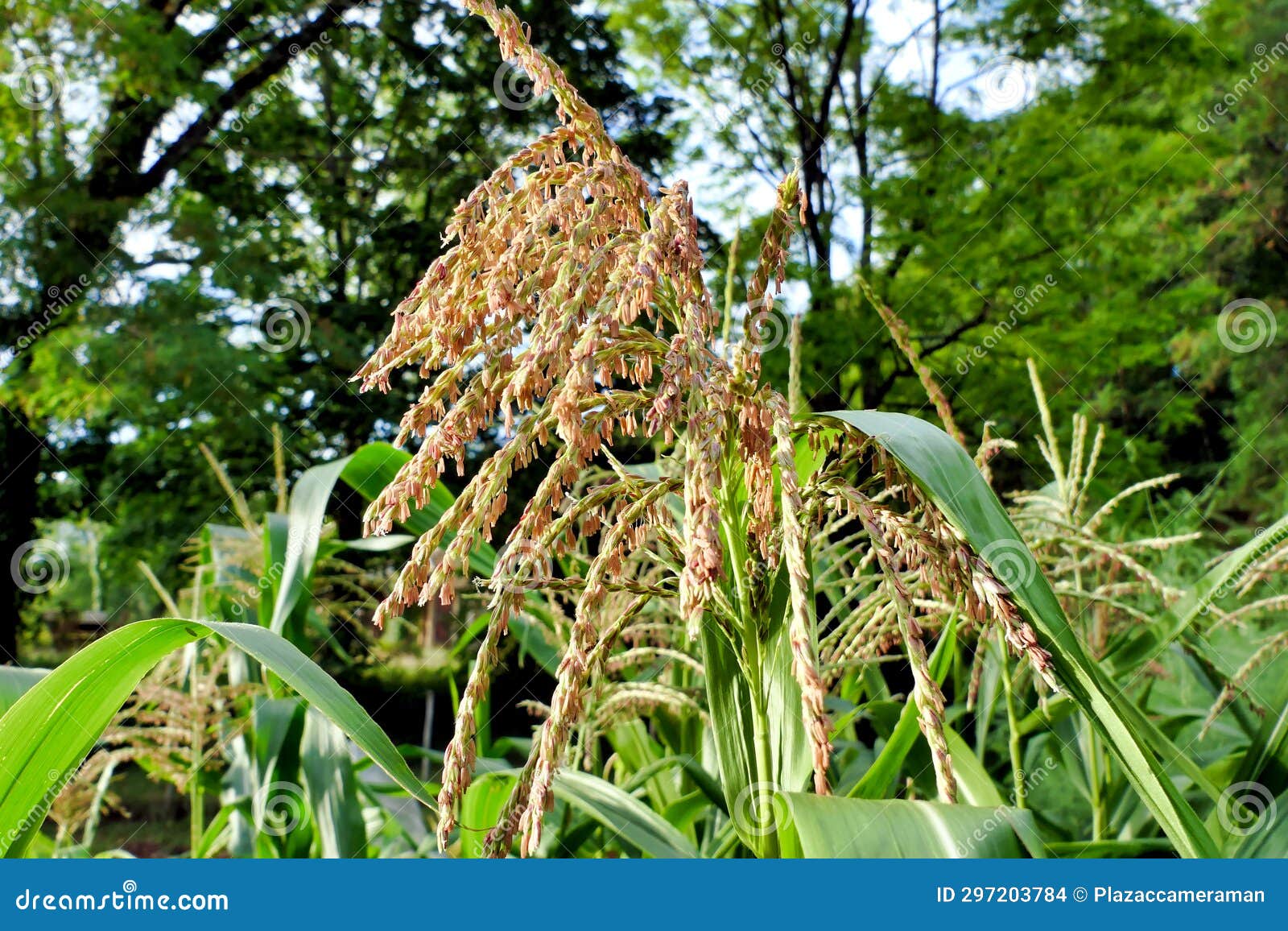 Sweet Corn Tassel stock photo. Image of nutrition, sweet 297203784