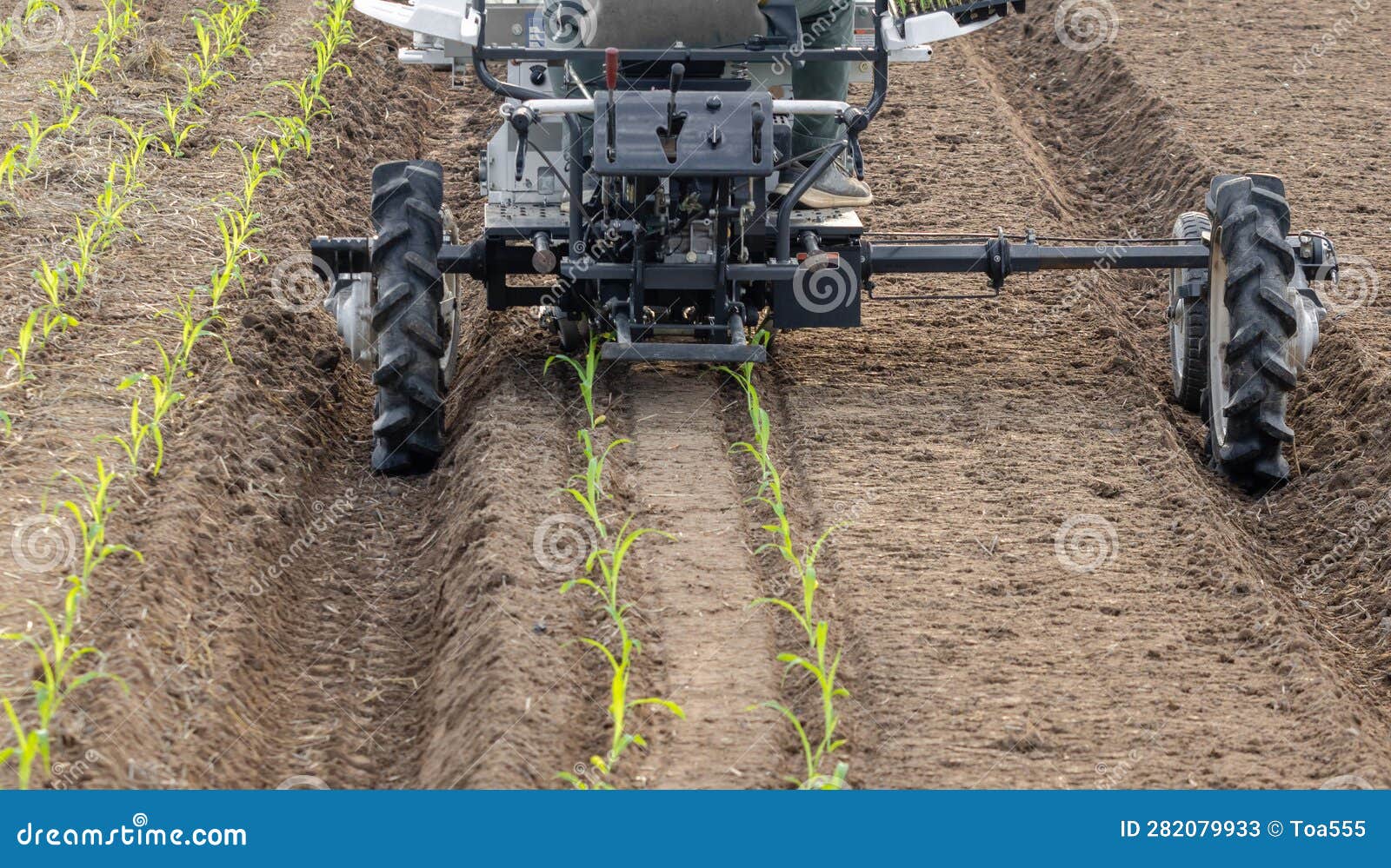 sweet corn transplanter machine inserting seedlings on ground