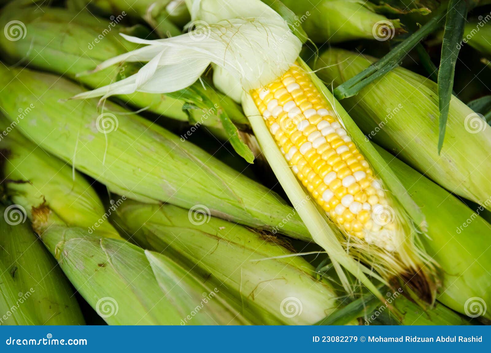 Sweet Corns stock image. Image of fresh, sweet, industries 23082279