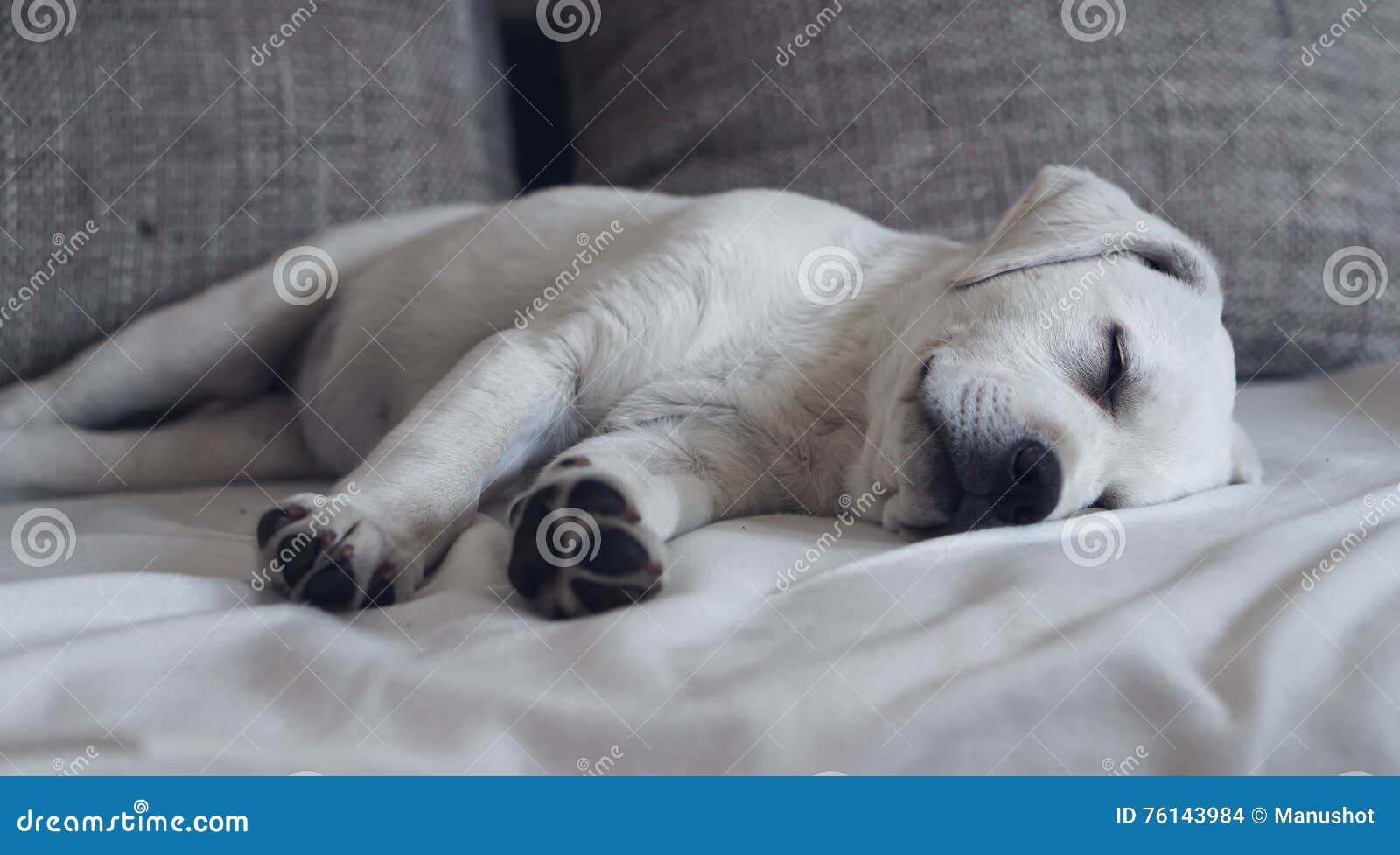 20,413 Cute Puppy Bed Stock Photos - Free & Royalty-Free Stock Photos from Dreamstime 20,413 Cute Puppy Bed Stock Photos - Free & Royalty-Free Stock Photos From Dreamstime
