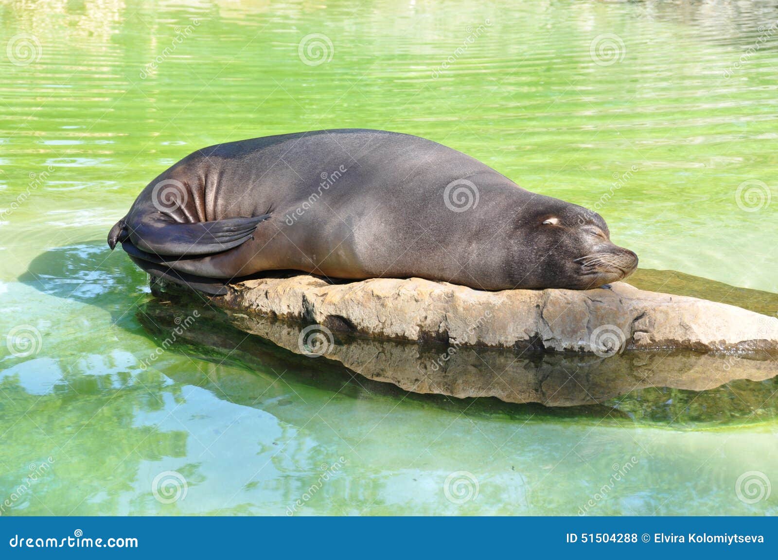 Sweet dream seal stock photo. Image of looking, marine 51504288