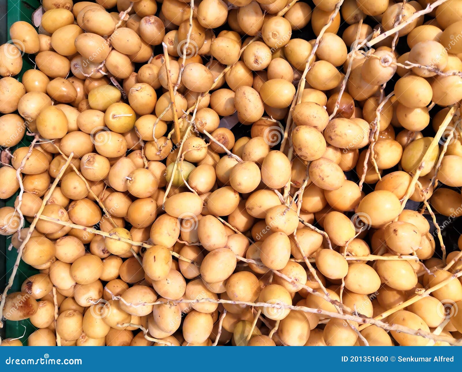 Sweet Fresh Arabic Yellow Dates Fruit Stock Photo Image of ajwa