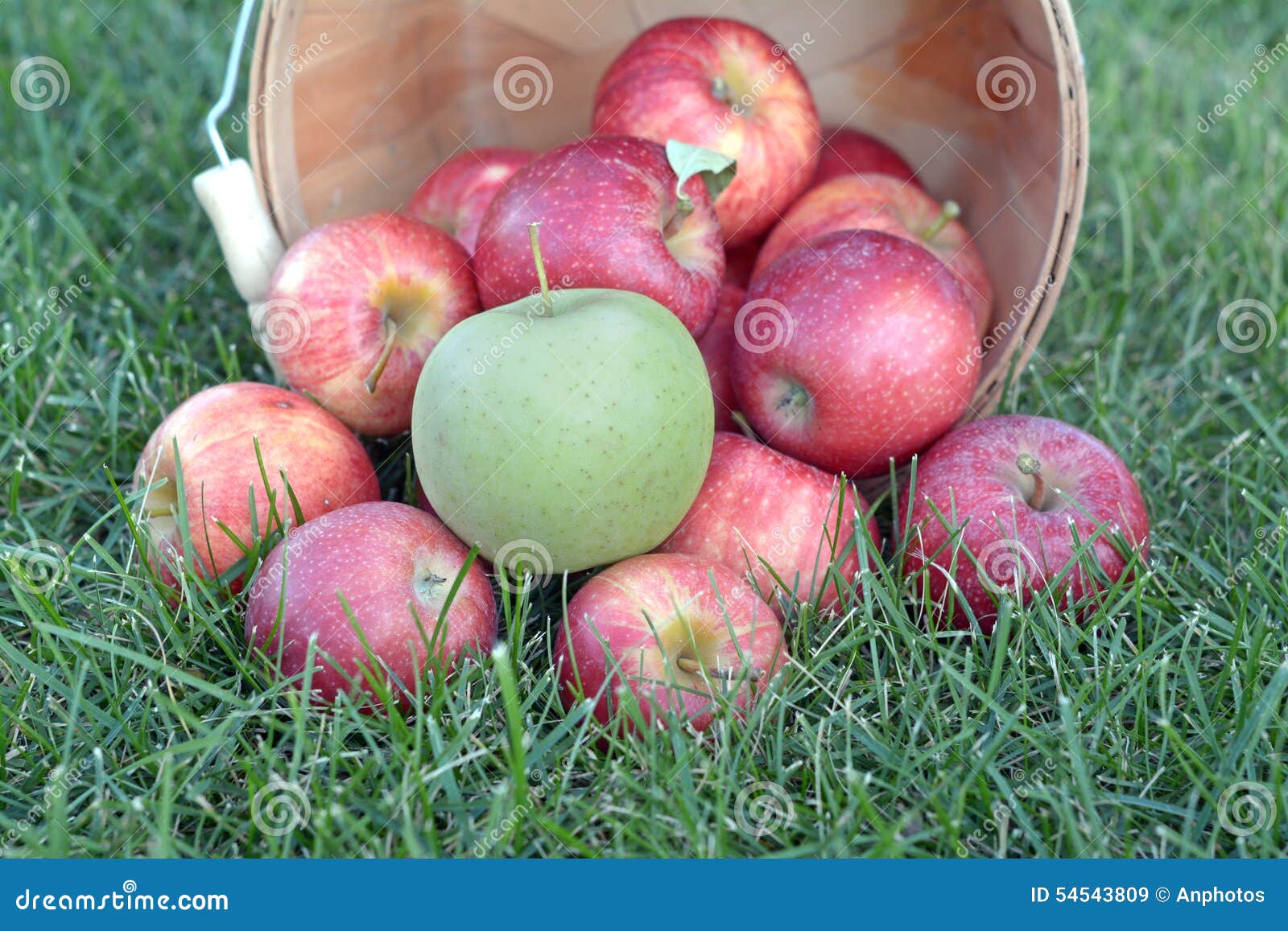 Sweet gala apple stock image. Image of harvest, autumn 54543809