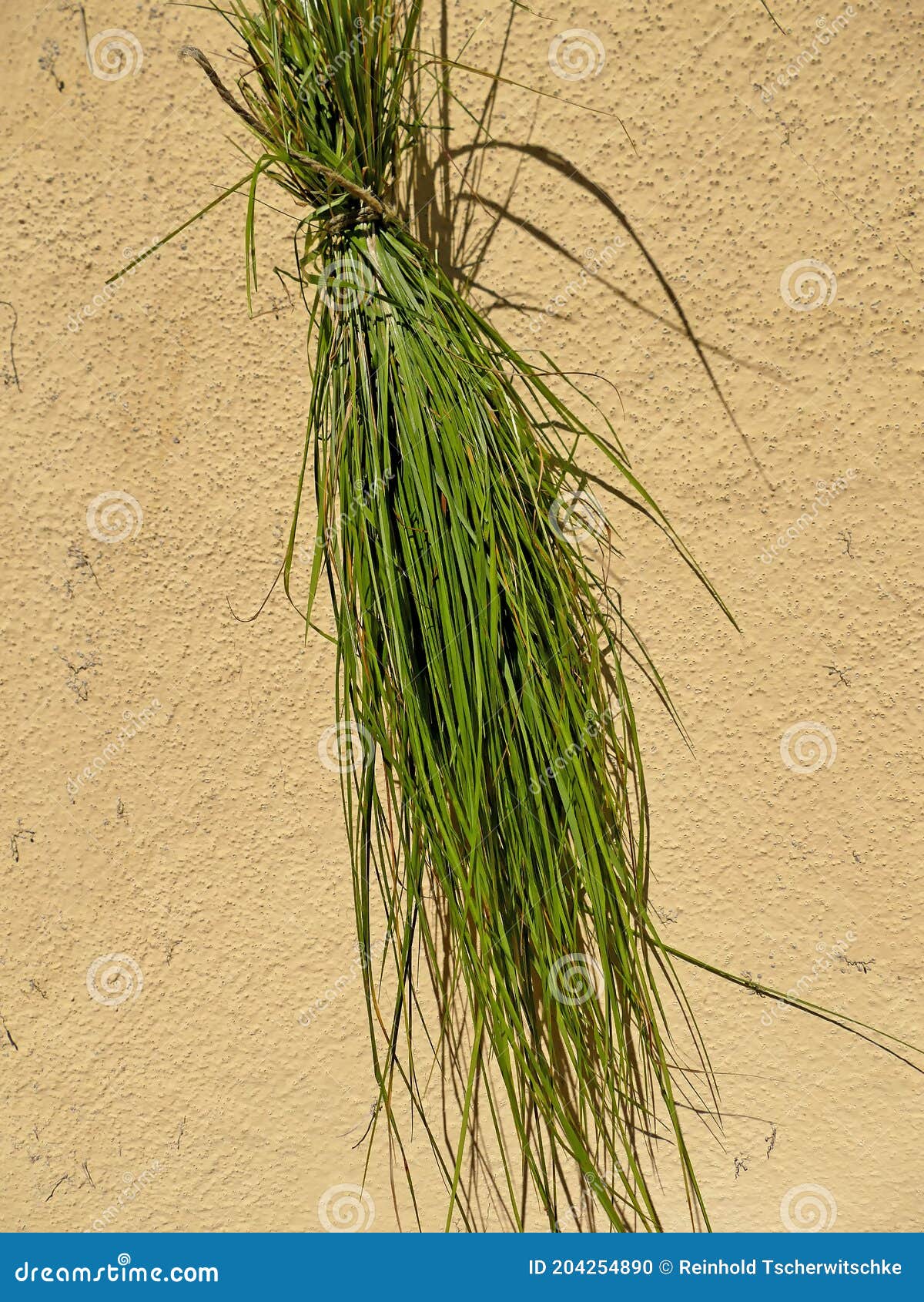 Sweet Grass, a Bundle of Herbs Stock Photo Image of herbs, bundle