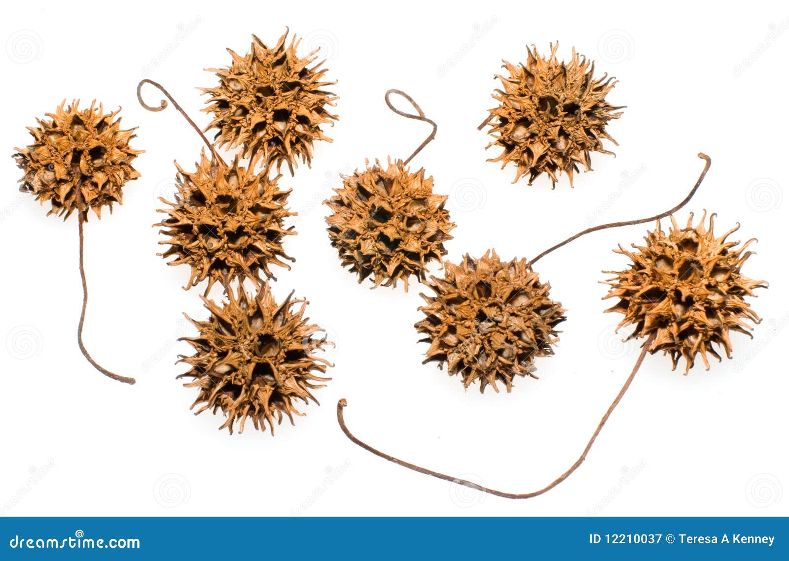 sweet gum seed pods