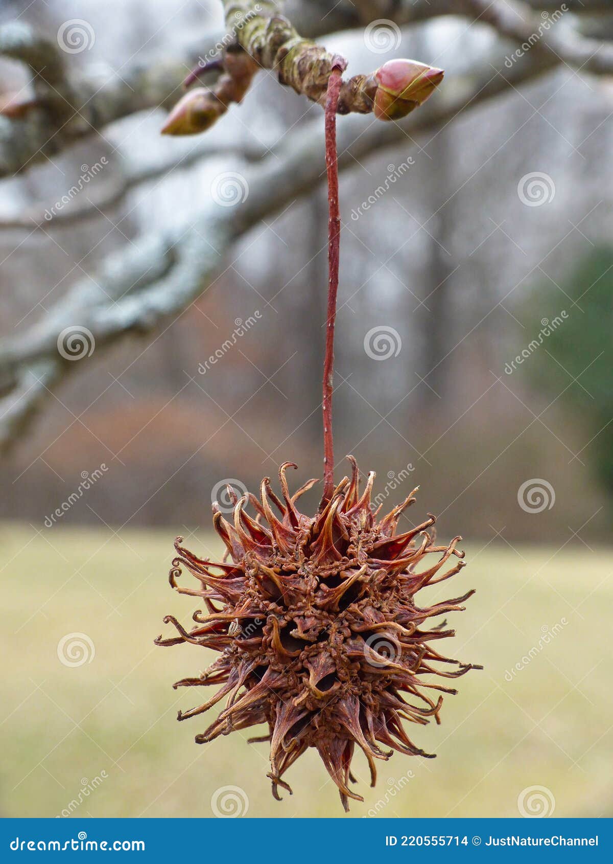 Sweet Gum Tree Seed Pod 2 stock photo. Image of close 220555714
