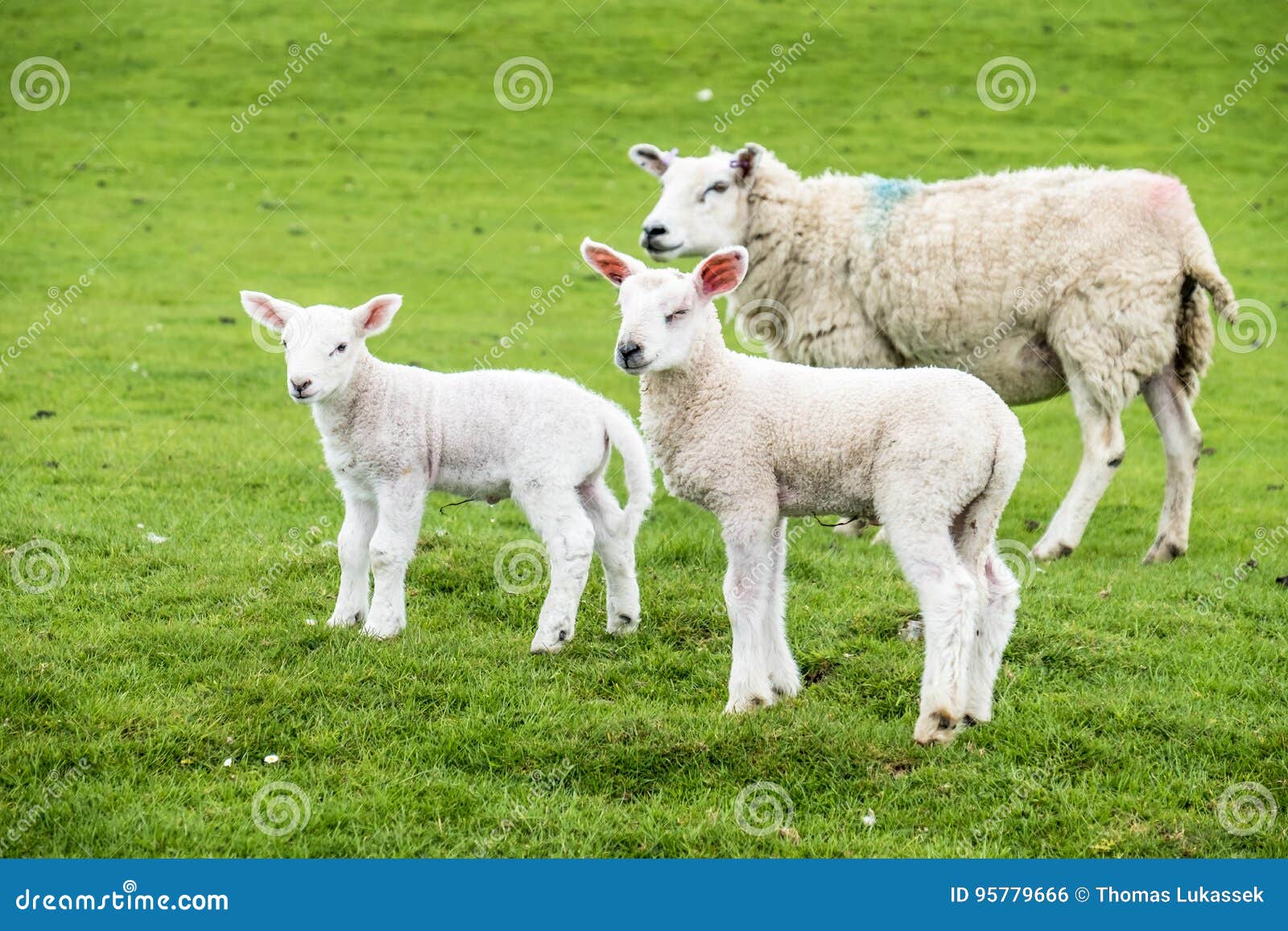 Sweet Lambs Dwelling in the Green Beautiful Scottish Field Stock Photo