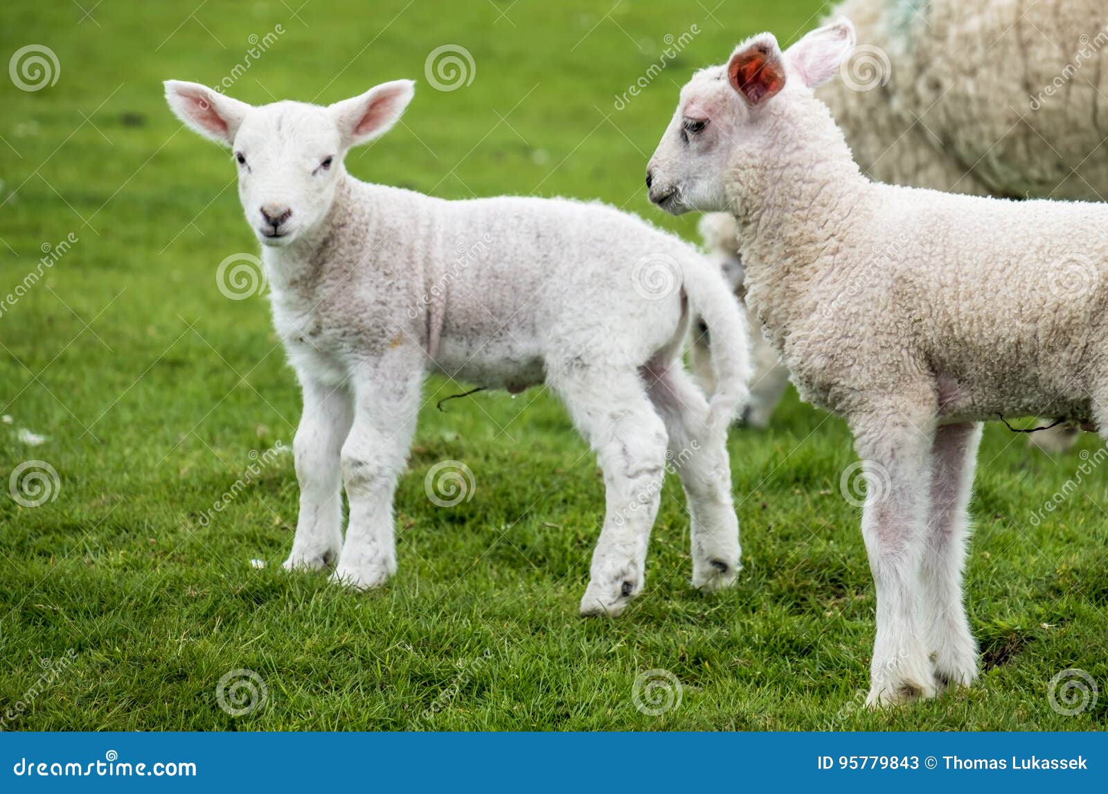 Sweet Lambs Dwelling in the Green Beautiful Scottish Field Stock Image