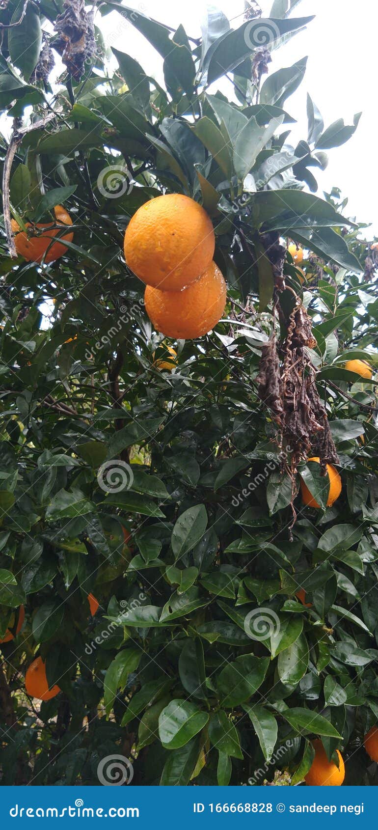 Sweet Limes Tree Full of Riped Fruits 库存照片 图片 包括有 石灰, 溜冰的 166668828