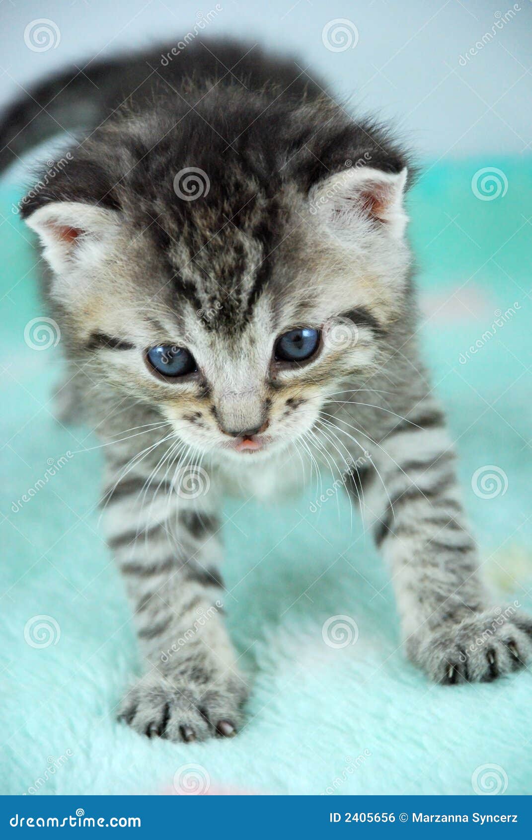 Sweet Little Tiger Kitten stock photo. Image of gentle - 2405656
