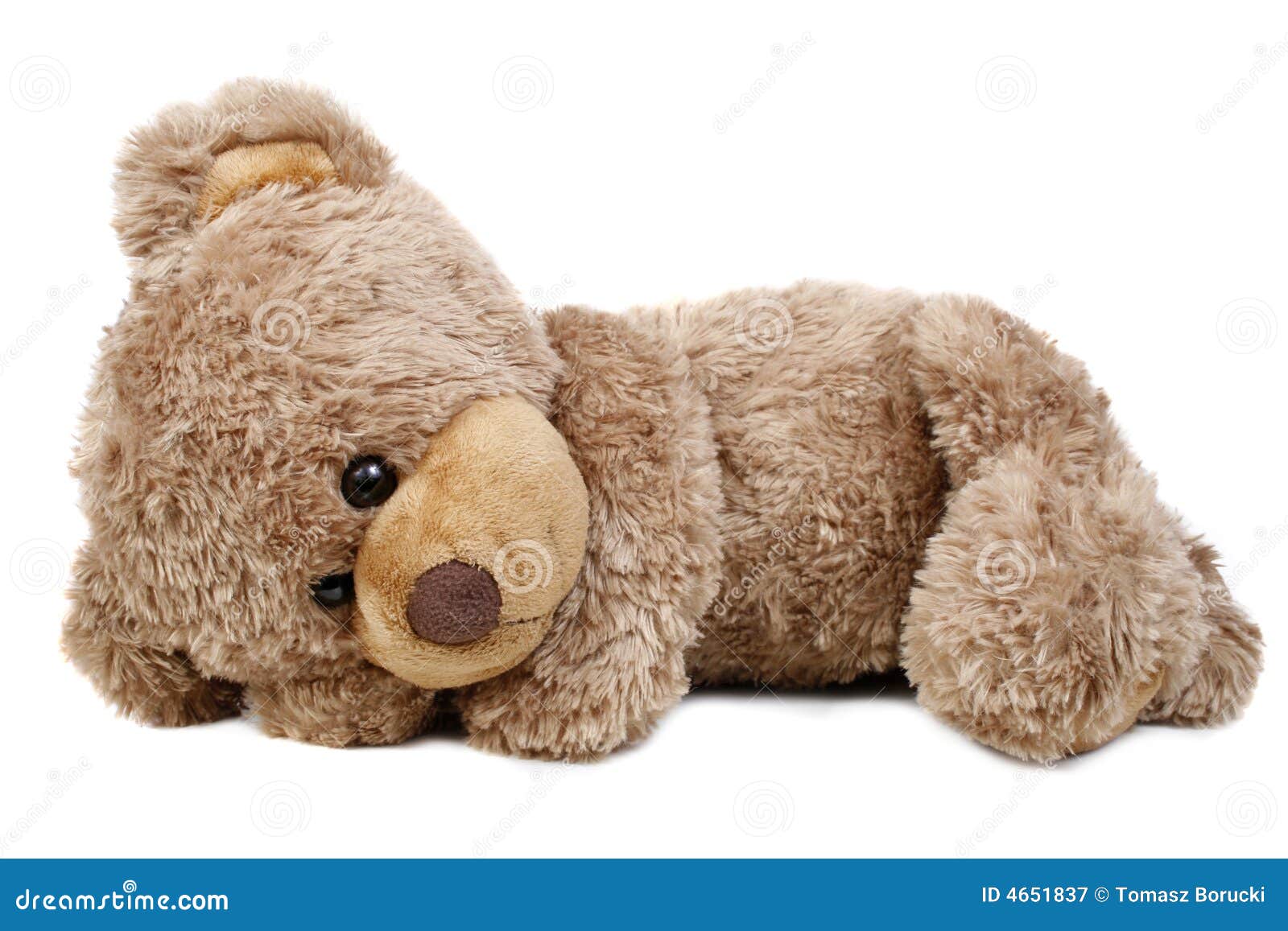 sweet lying bear 4651837